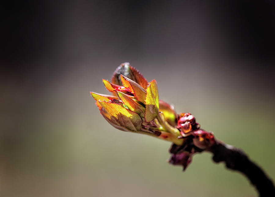 Cherry Bud #1 Photograph by Robert Ullmann