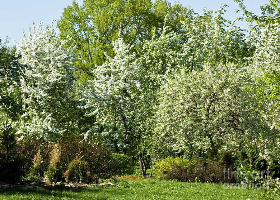 Cherry garden in blossom #2 Photograph by Irina Afonskaya
