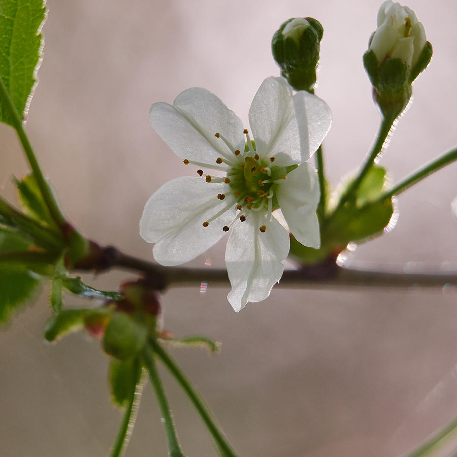 Cherry #1 Photograph by Jouko Lehto