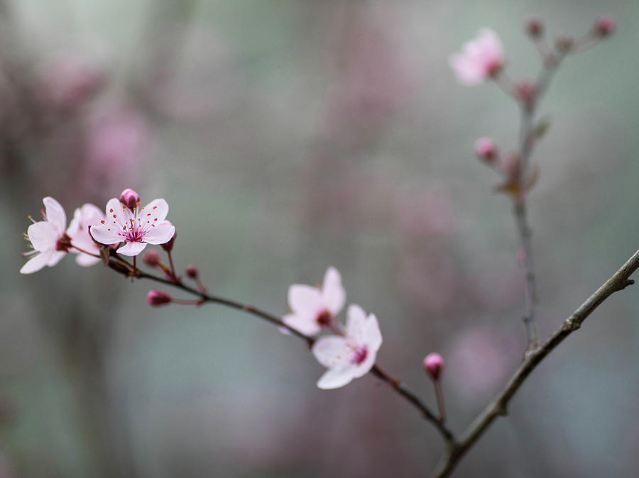 Cherry Spring #2 Photograph by Rebecca Cozart