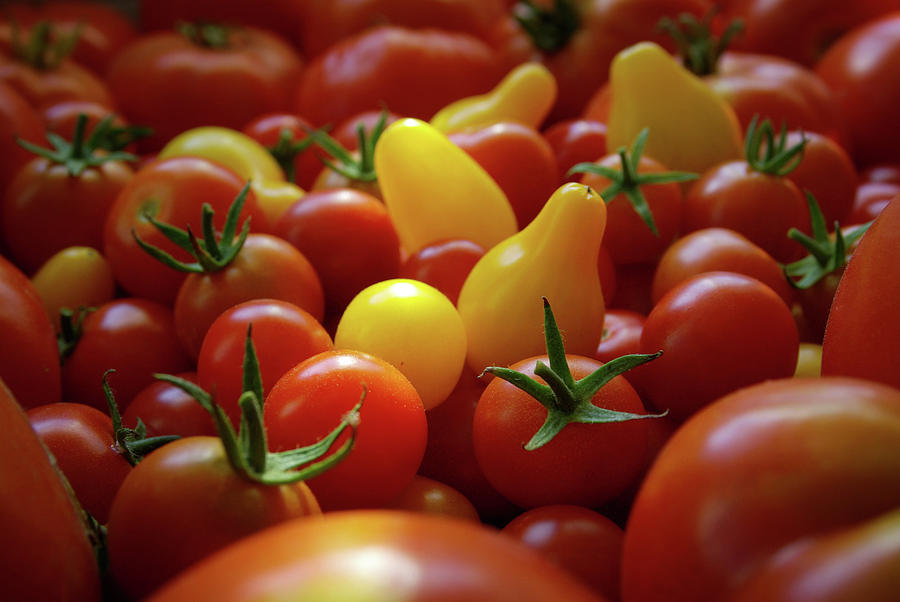 Tomato Photograph - Cherry Tomatoes #1 by Carlos Caetano