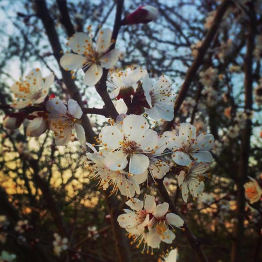 Spring Photograph - #cherryblossom #blooms #flowers #1 by Anastasiia Iatsyna