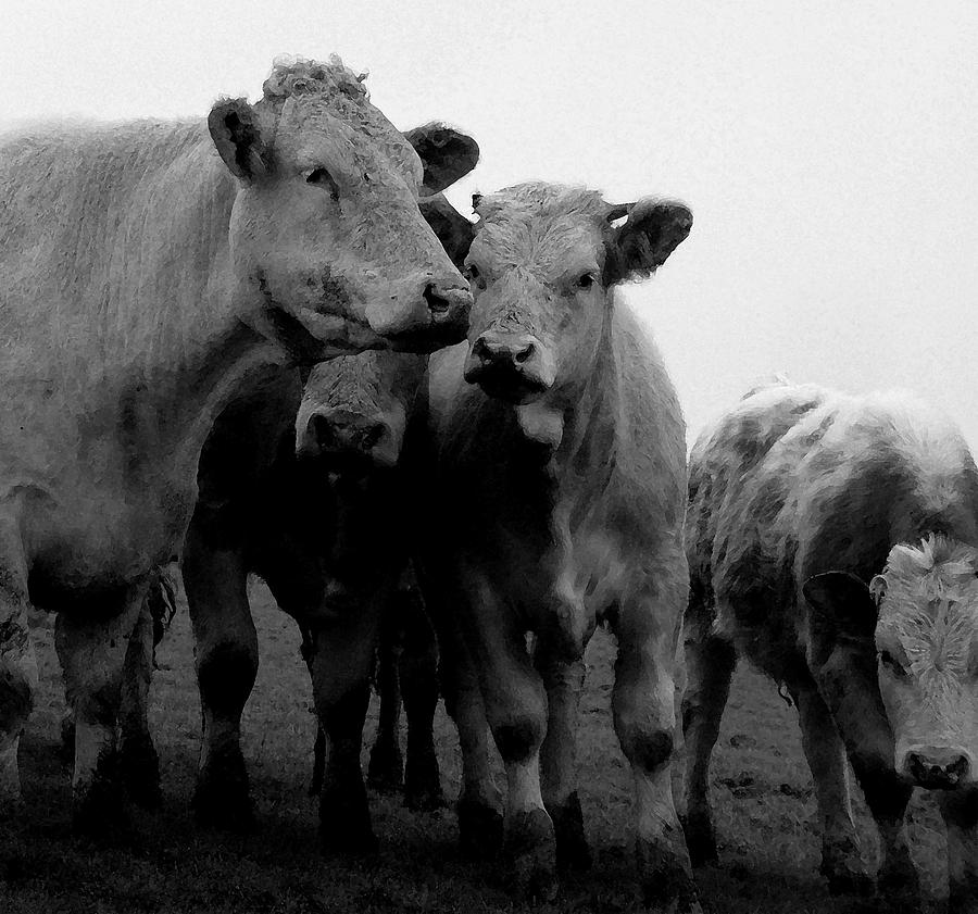 Cheshire Cattle #1 Photograph by John Bradburn