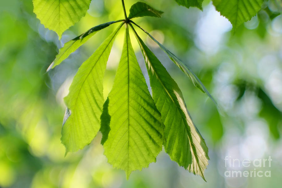 Chestnut Leaves Photograph by Dariusz Gudowicz