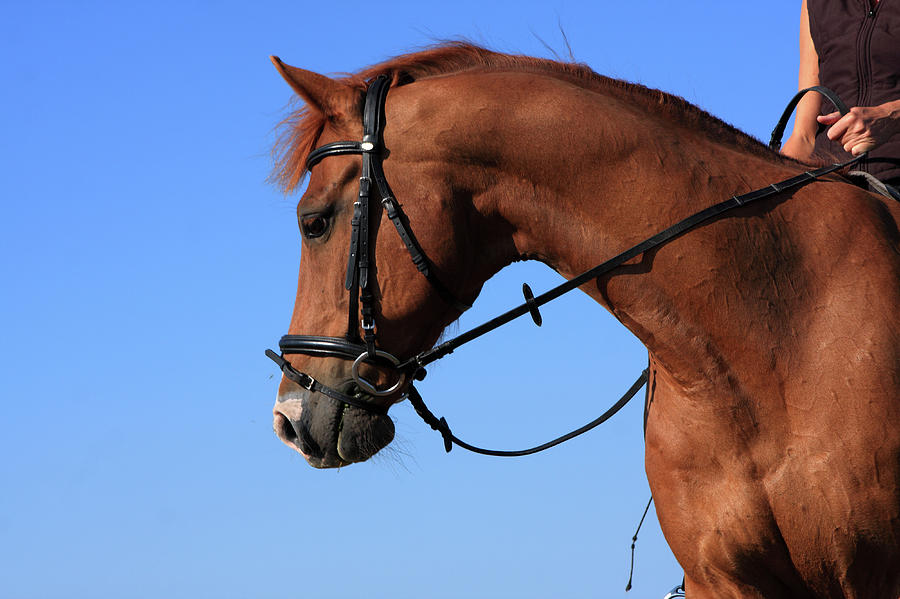 Chestnut Horse And Rider Photograph by Aidan Moran