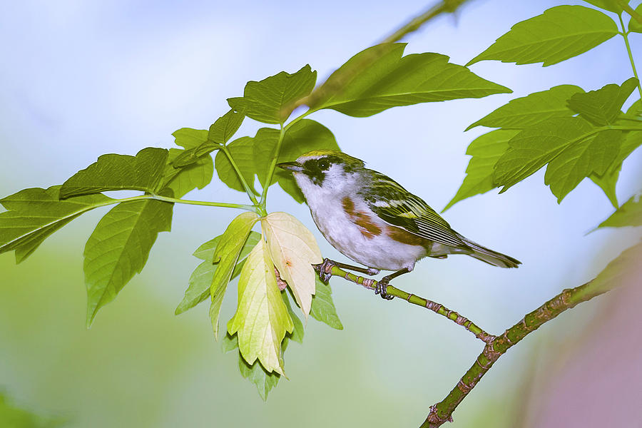 Chestnut sided Warbler - Magee Marsh, Ohio #1 Photograph by Jack R Perry