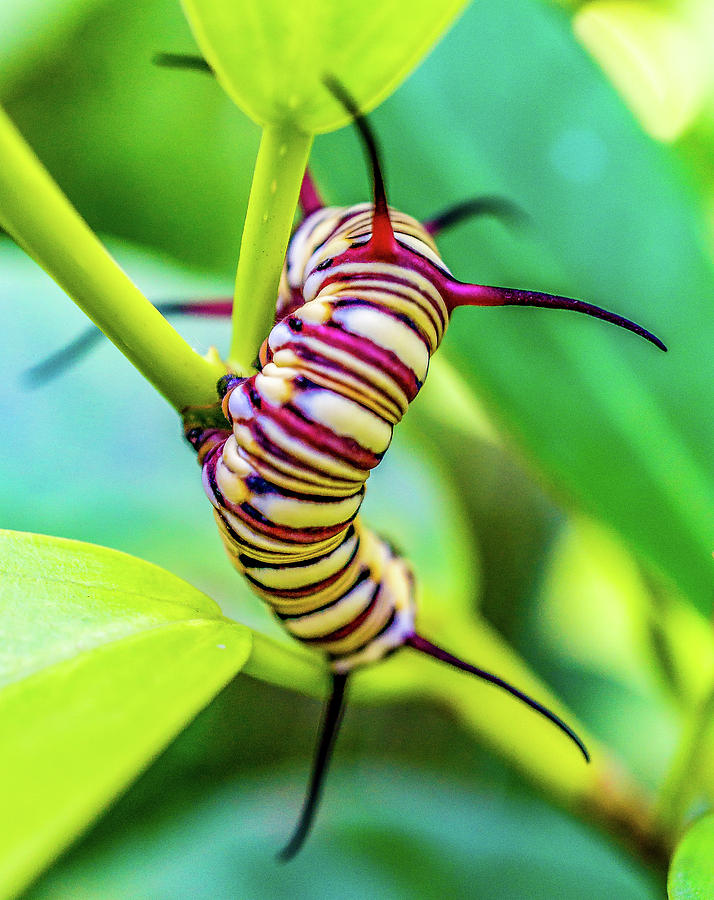 Chiang Mai - Chai Lai Orchid - Macro Caterpillar #1 Photograph by Ryan Kelehar