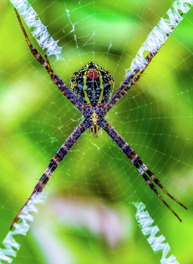 Chiang Mai - Chai Lai Orchid - Macro Spider Web #1 Photograph by Ryan Kelehar