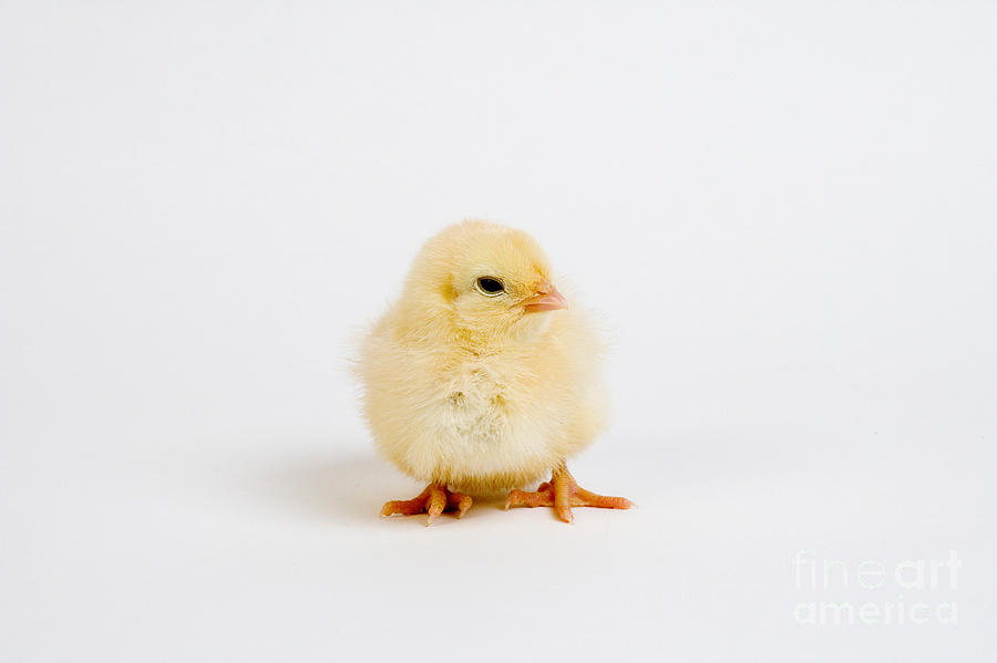 Chick #1 Photograph by Gerard Lacz