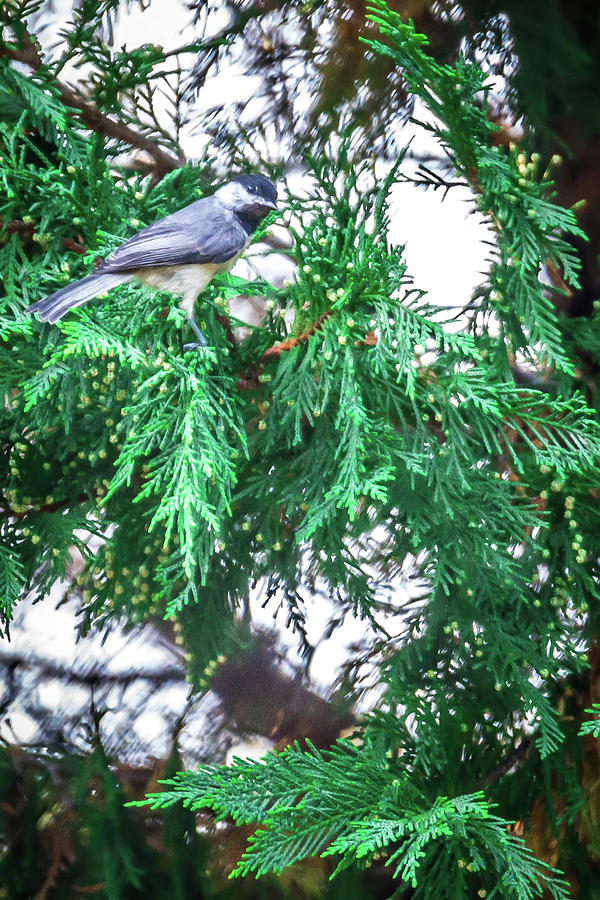 Chickadee Perched On An Evergreen Tree #1 Photograph by Alex Grichenko
