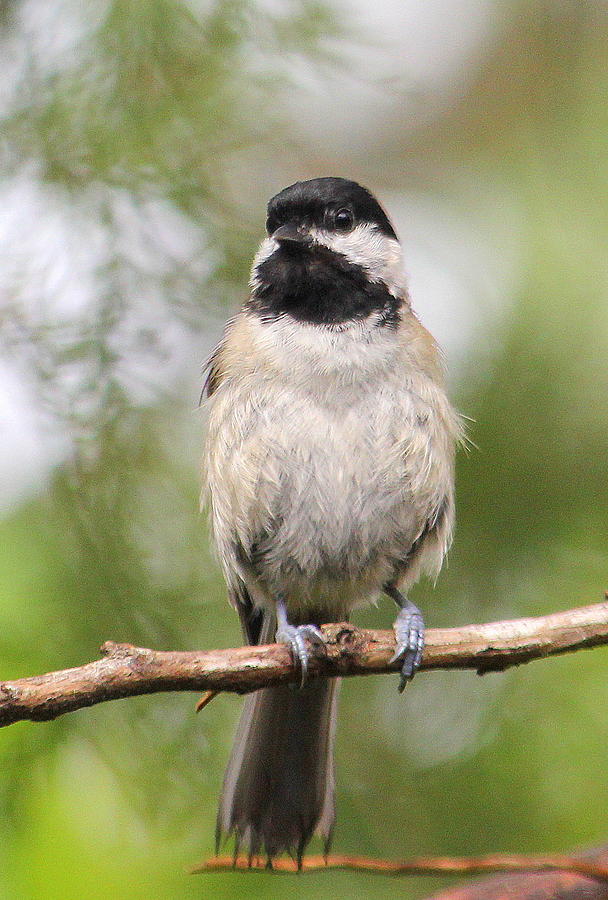 Chickadee2 Photograph by Lisa Scott - Fine Art America