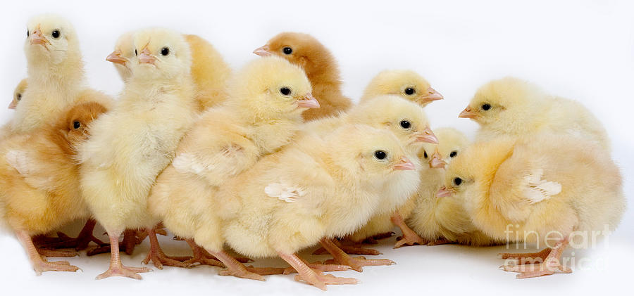 Chicks #1 Photograph by Gerard Lacz