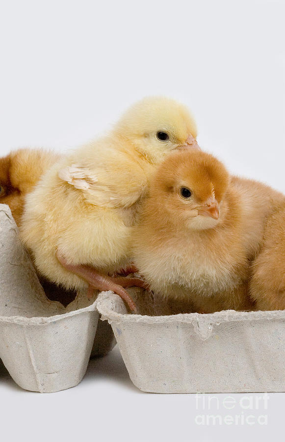 Chicks In Eggbox #1 Photograph by Gerard Lacz