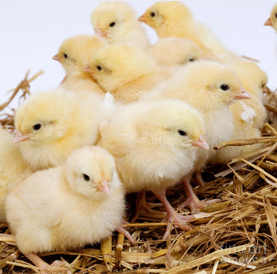 Chicks On Straw #1 Photograph by Gerard Lacz
