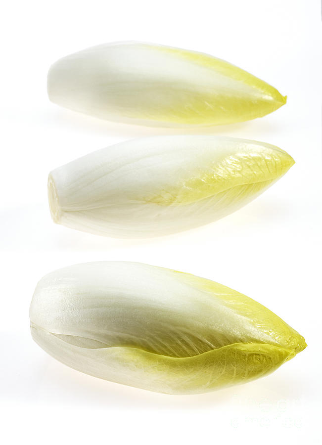 Chicory #1 Photograph by Gerard Lacz
