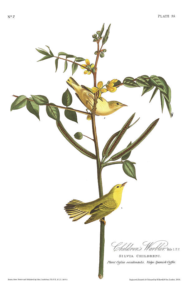 John James Audubon Painting - Childrens Warbler by John James Audubon