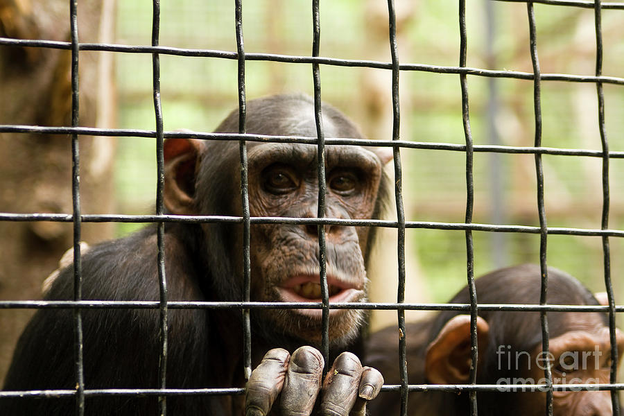 Chimpanzee in cave #1 Photograph by Irina Afonskaya