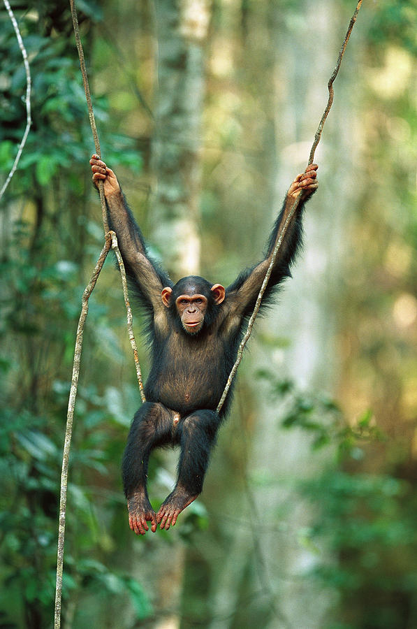 Chimpanzee Pan Troglodytes Juvenile Photograph by Cyril Ruoso