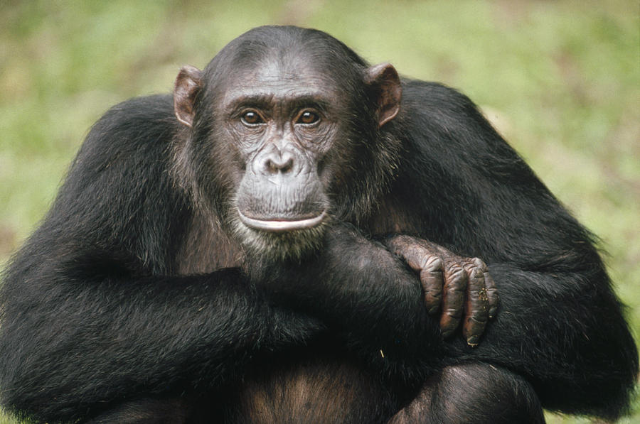Chimpanzee Pan Troglodytes Portrait Photograph by Gerry Ellis
