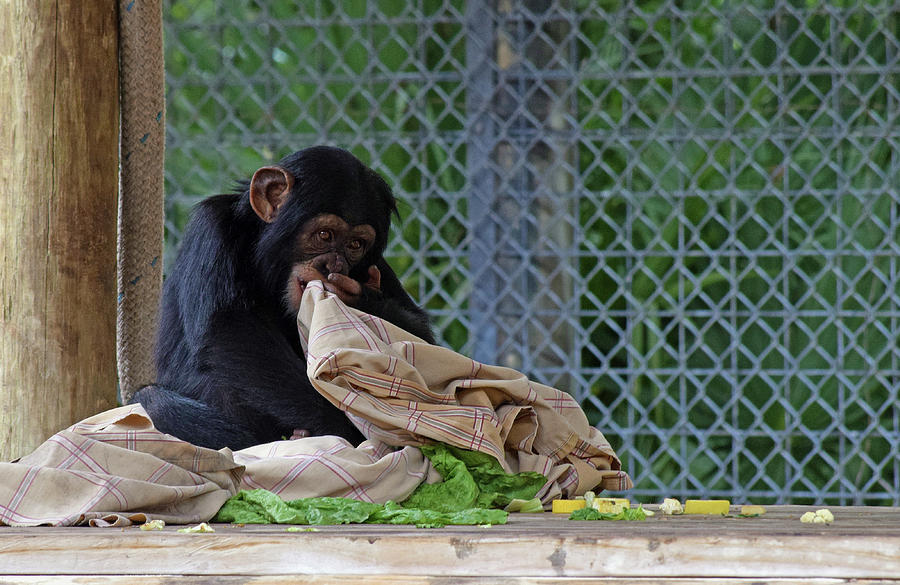 Chimpanzee with Her Blanket #1 Photograph by Larah McElroy