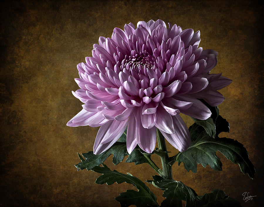 China Chrysanthemum Photograph by Endre Balogh
