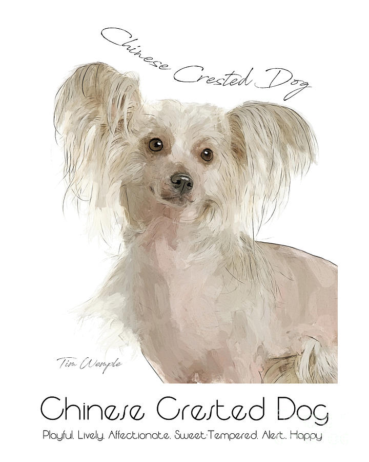 Chinese Crested Dog Poster #1 Digital Art by Tim Wemple