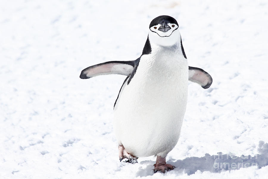 Chinstrap penguins Pygoscelis antarctica #1 Photograph by Lilach Weiss