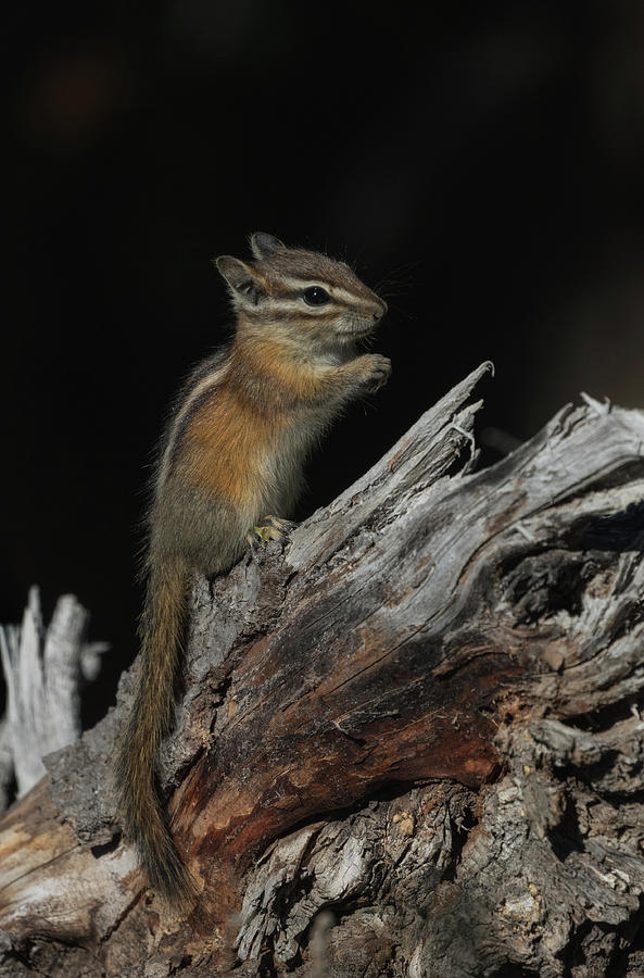 Chipmunk #1 Photograph by Angie Vogel