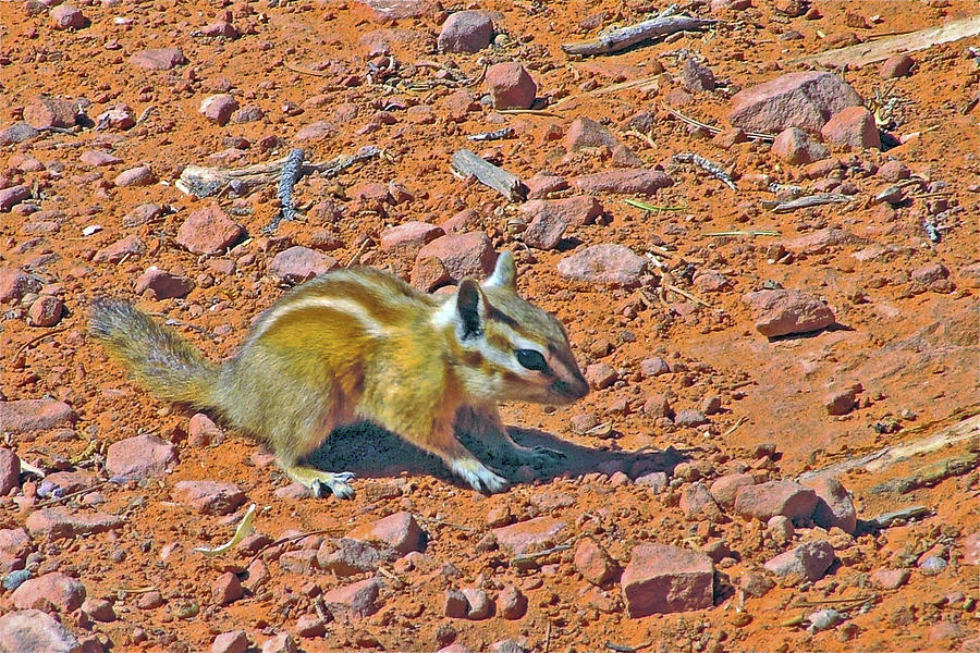 Chipmunk on Devils Garden Trail in Arches  National Park, Utah #1 Photograph by Ruth Hager
