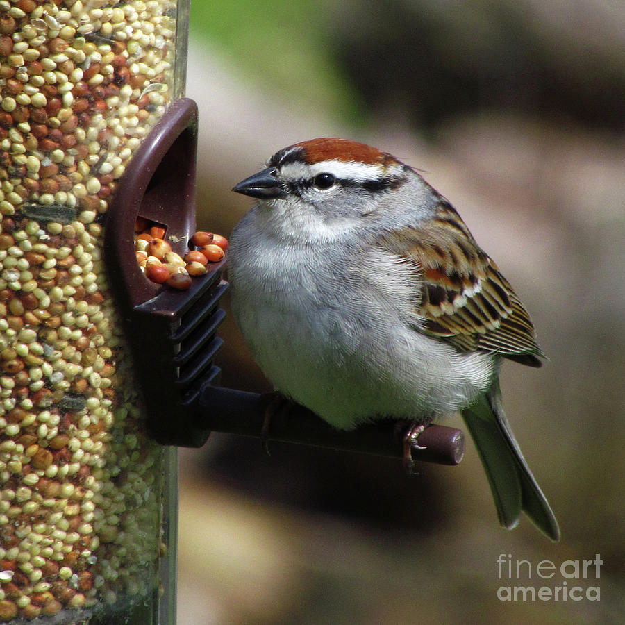 Sparrow Photograph - Chipping Sparrow #1 by Deborah Johnson