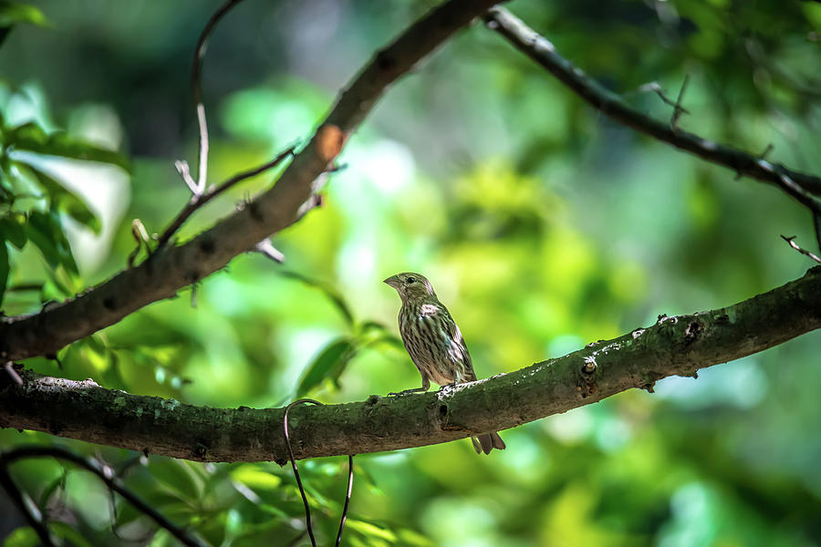 Chipping Sparrow In Nature #1 Photograph by Alex Grichenko
