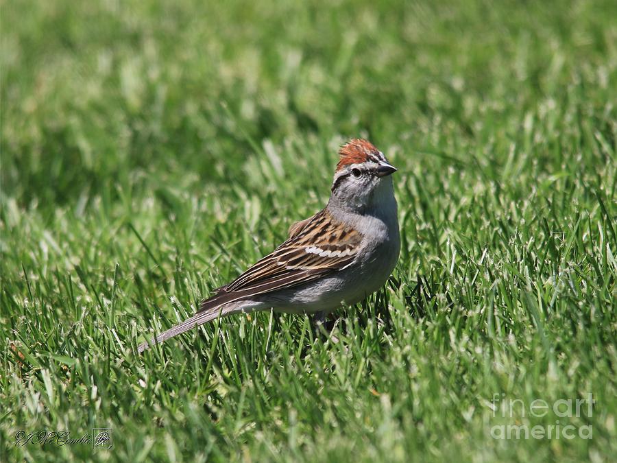 Chipping Sparrow #5 Photograph by J McCombie