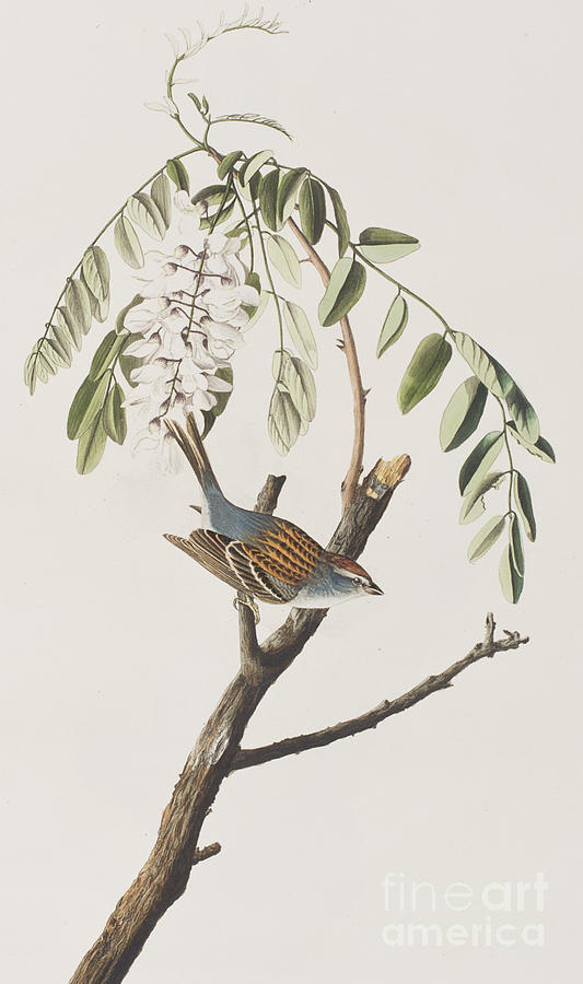John James Audubon Painting - Chipping Sparrow by John James Audubon