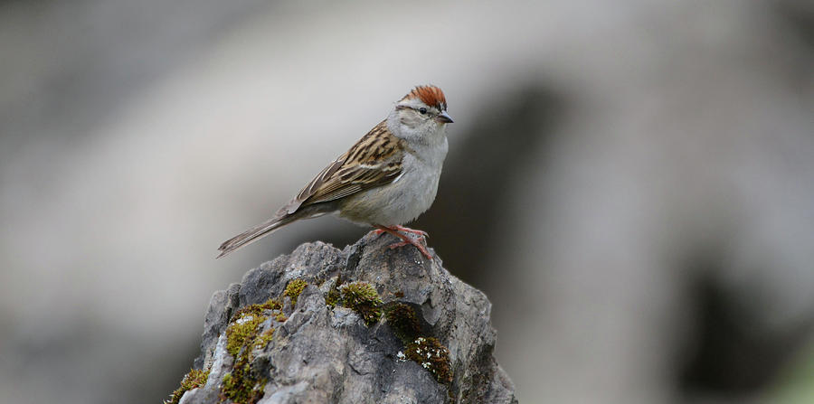 Nature Photograph - Chipping Sparrow #1 by Whispering Peaks Photography