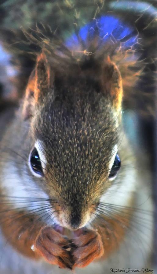 Chippy Photograph by Michaela Preston - Fine Art America