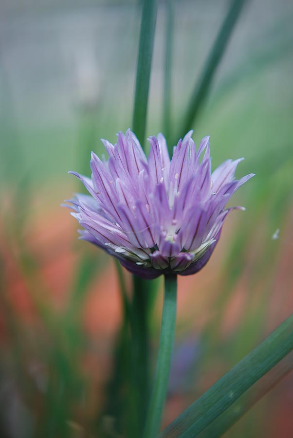 Flowers Photograph - Chive flower by Lisa Gabrius Flowers Photograph - Chive flower by Lisa Gabrius