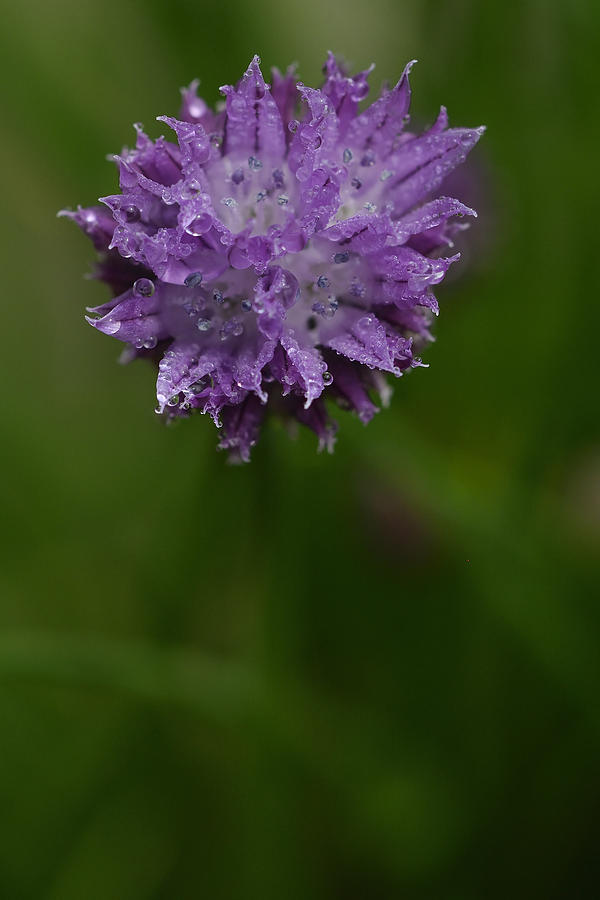 Chive Herb Photograph