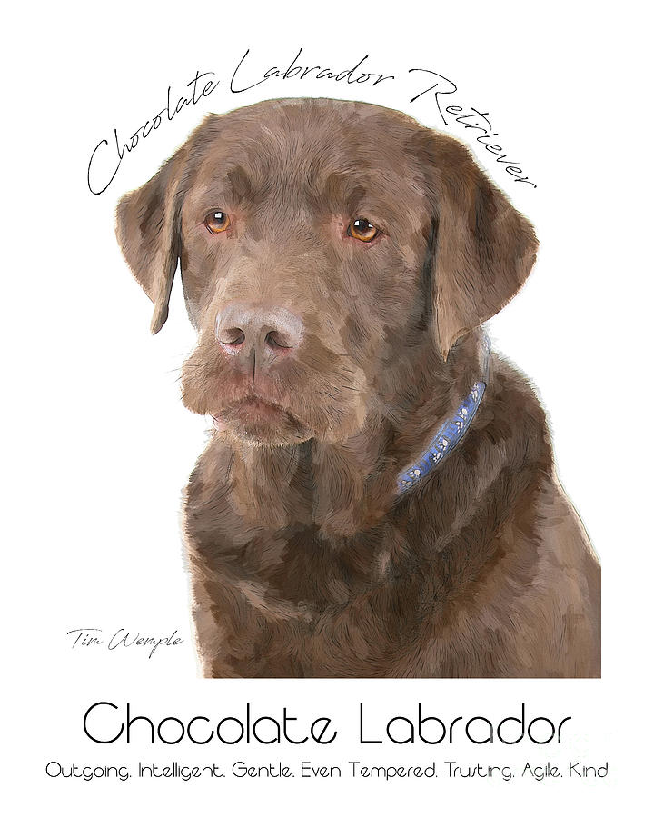 Chocolate Labrador Poster #1 Digital Art by Tim Wemple