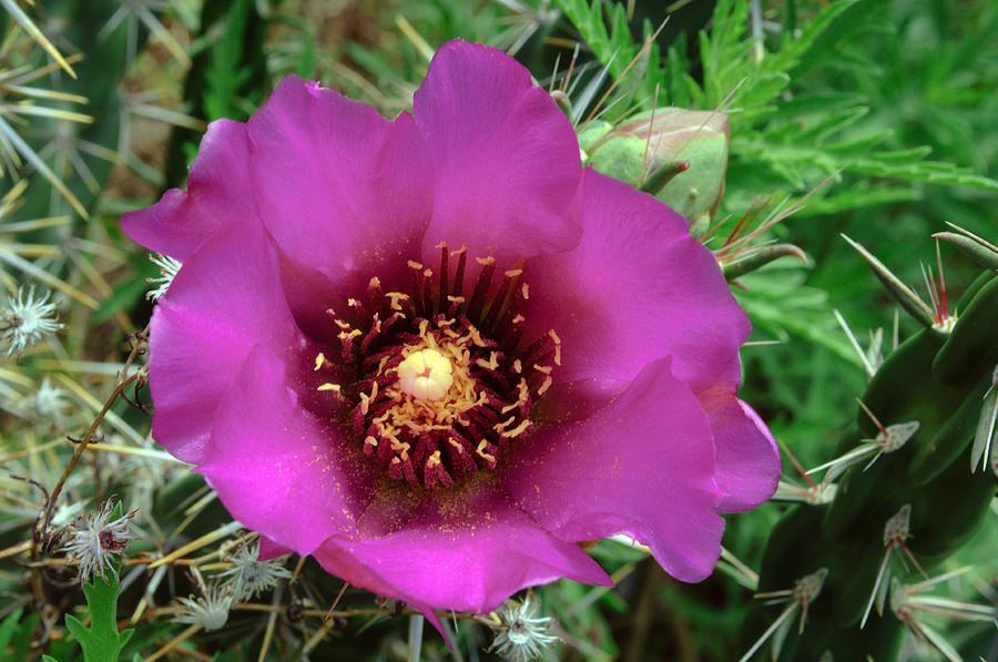 Cholla Cactus Flower Photograph by Tikvahs Hope