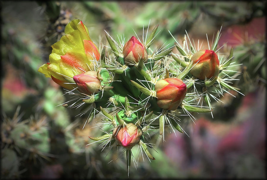 Cholla Cactus Flowers Photograph by Elaine Malott