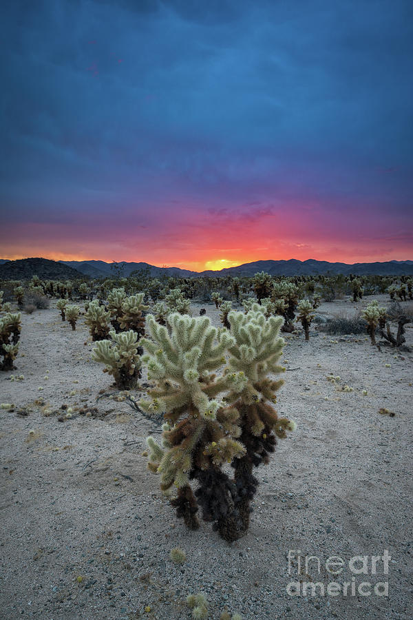Cholla Cactus Garden Sunset Photograph by Michael Ver Sprill