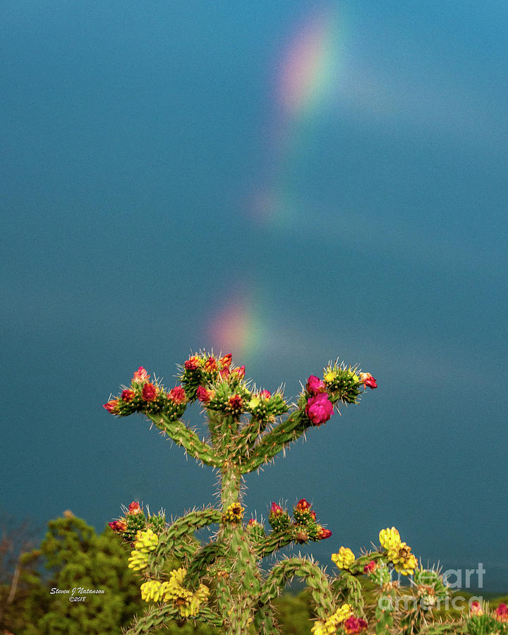 Cholla Rainbow #1 Photograph by Steven Natanson