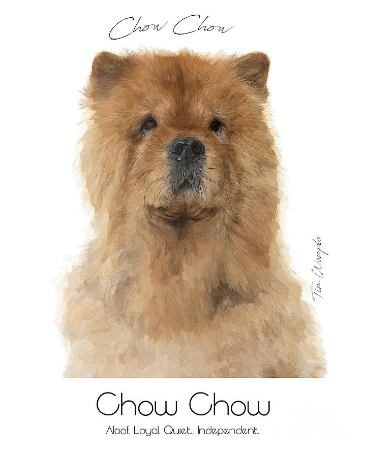 Chow Chow Poster #1 Digital Art by Tim Wemple