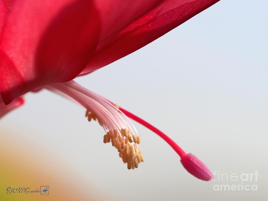 Christmas Cactus named Coral Red #1 Photograph by J McCombie