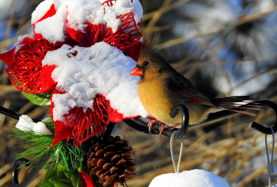 Christmas Cardinal #1 Photograph by Betty-Anne McDonald