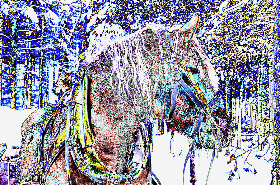 Christmas  Horse Photograph