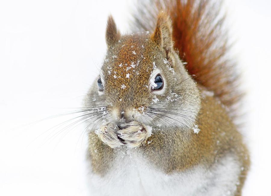 Wildlife Photograph - Christmas Squirrel #1 by Mircea Costina