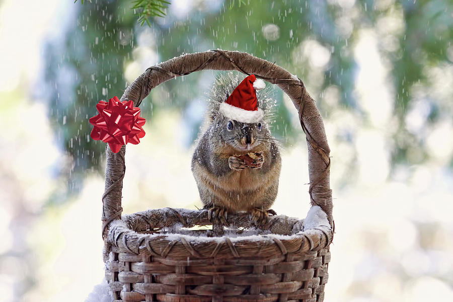 Christmas Squirrel in Snow Photograph by Peggy Collins