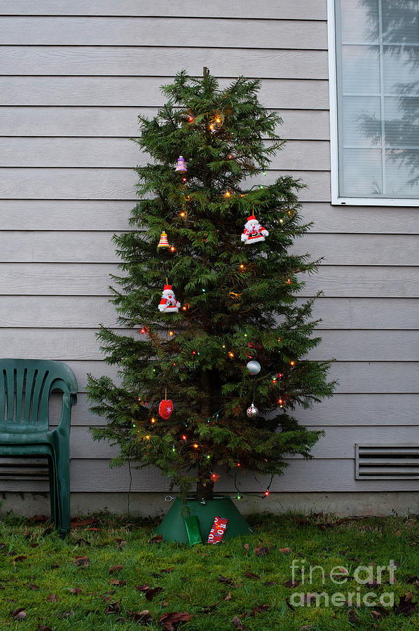 Christmas Tree #1 Photograph by Jim Corwin