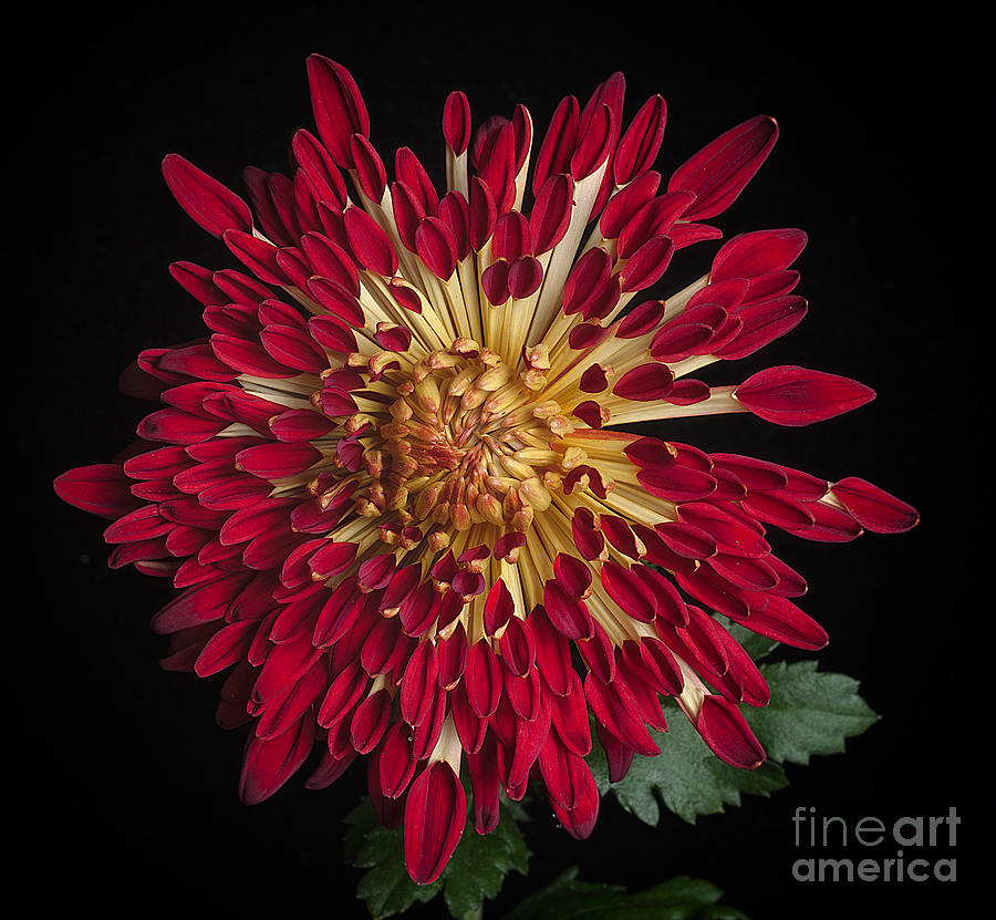 Chrysanthemum Alabama #3 Photograph by Ann Jacobson